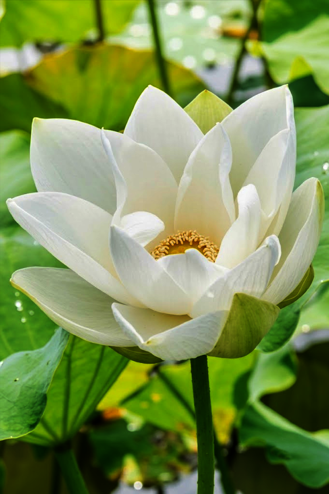 WHITE LOTUS SEEDS