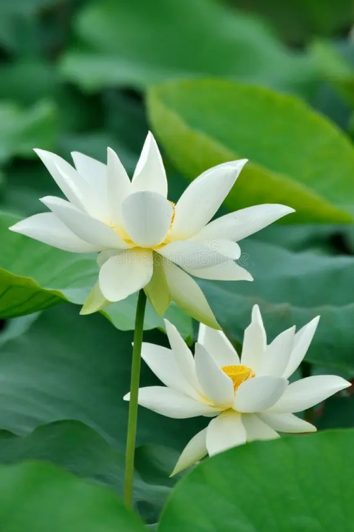 WHITE LOTUS SEEDS