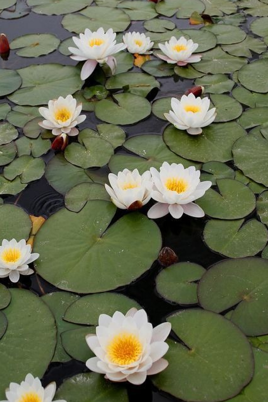 WHITE LOTUS SEEDS