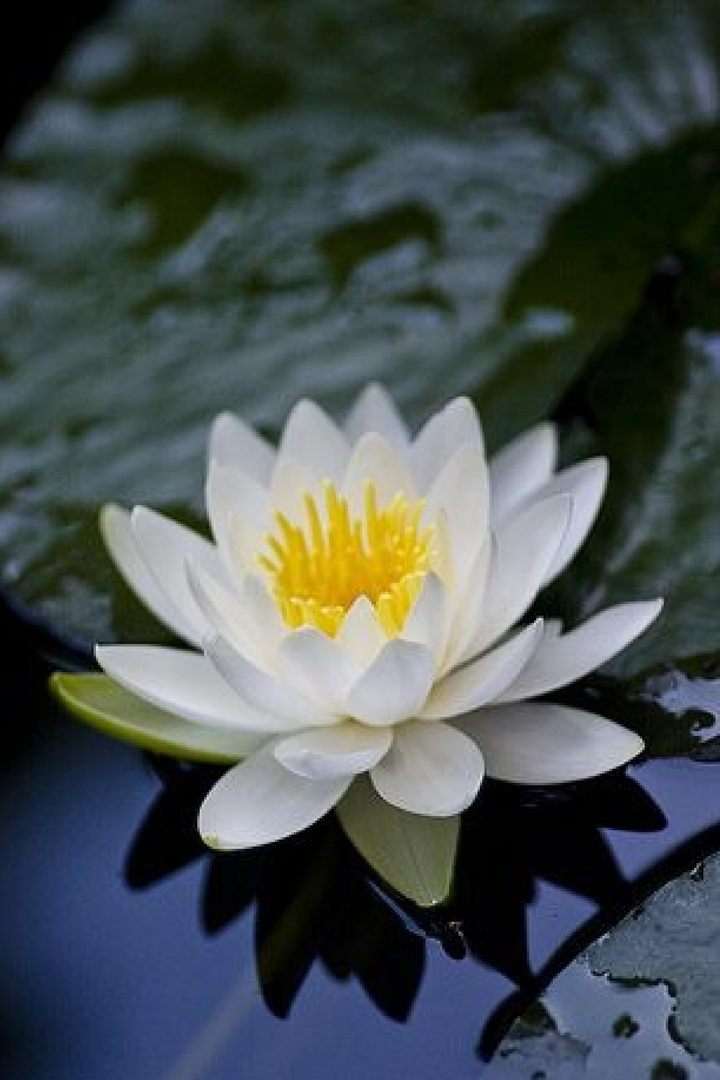 WHITE LOTUS SEEDS