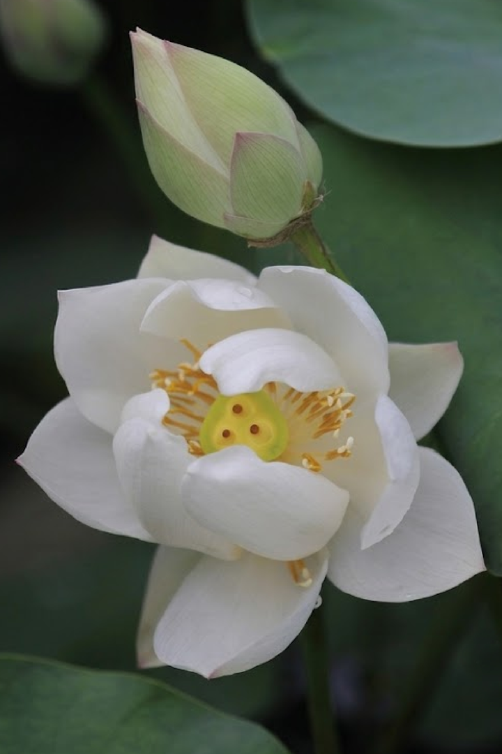 WHITE LOTUS SEEDS