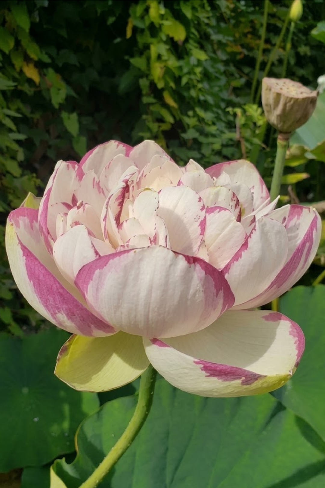 WHITE AND PINK LOTUS SEEDS