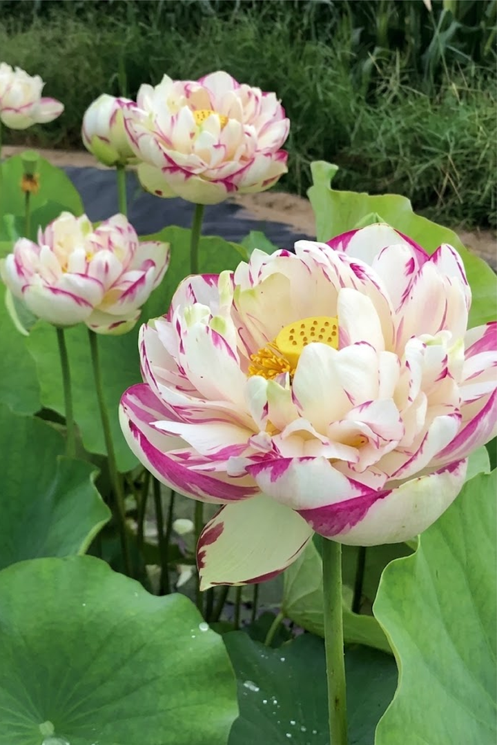 WHITE AND PINK LOTUS SEEDS
