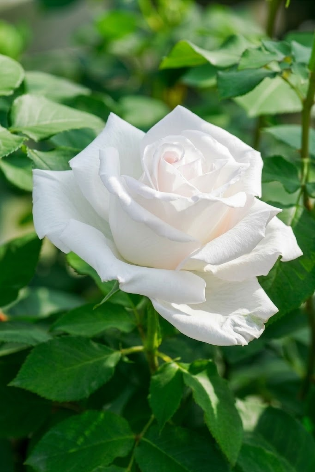 بذور الجوري الأبيض
