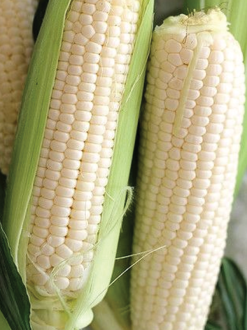 BABY WHITE AMISH CORN SEEDS