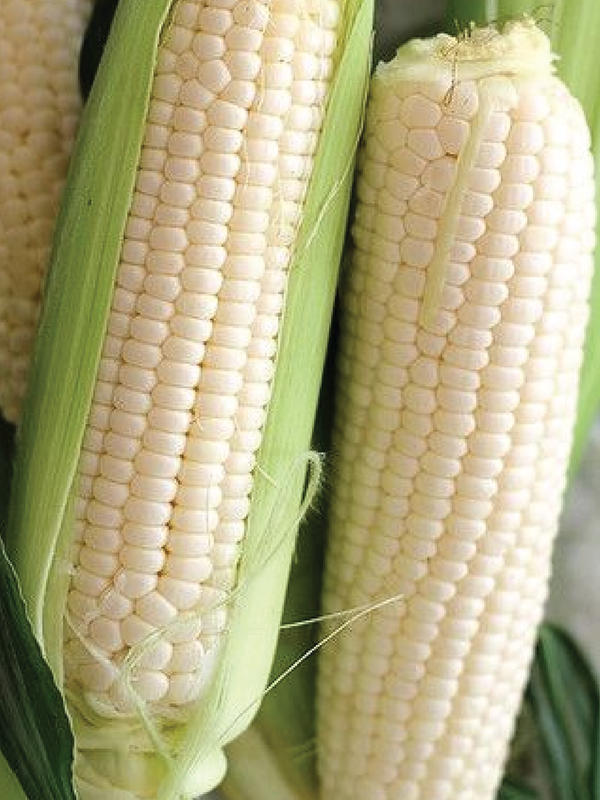 ORGANIC BABY WHITE AMISH CORN SEEDS    بذور ذرة بيبي وايت أميش عضوية