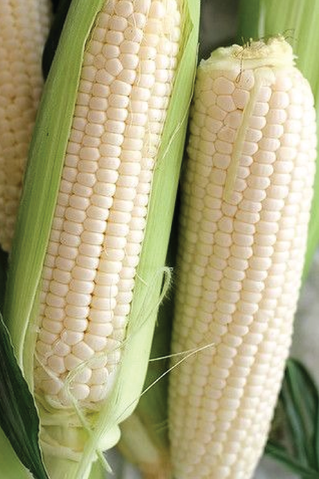 BABY WHITE AMISH CORN SEEDS