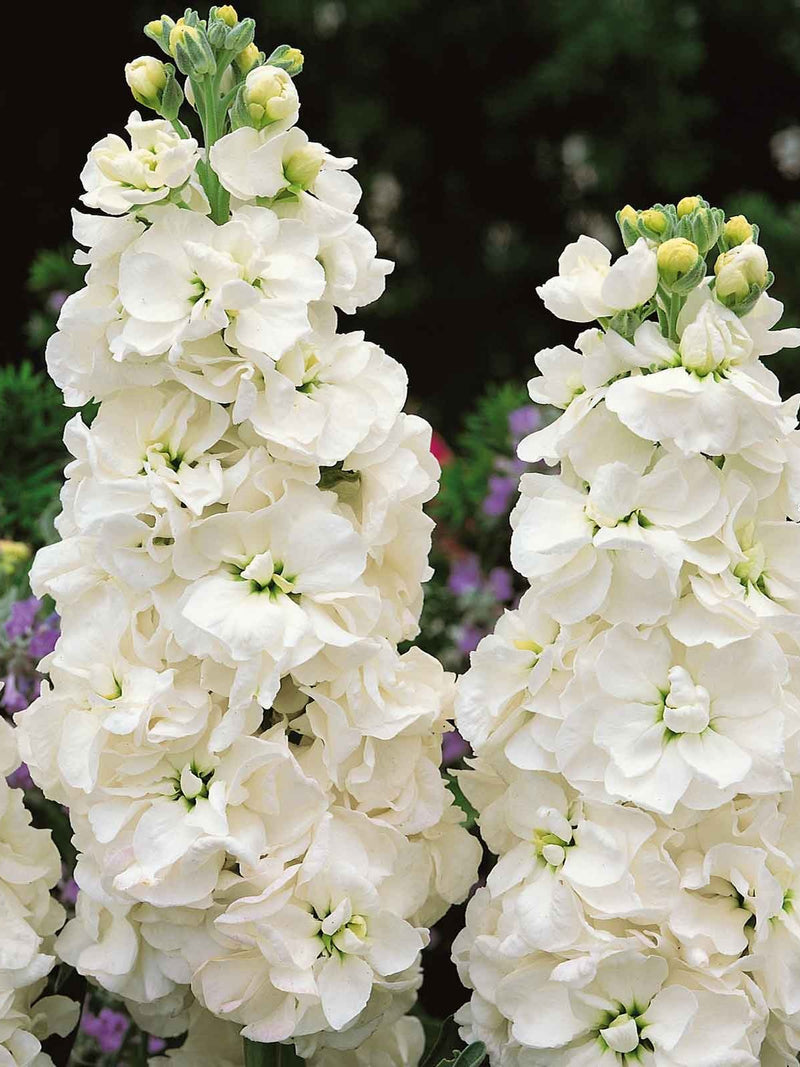 WHITE STOCK FLOWER SEEDLING <br>شتلات زهور ستوك البيضاء