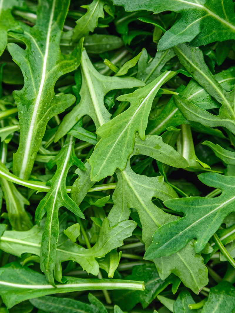 WILD ARUGULA SEEDS