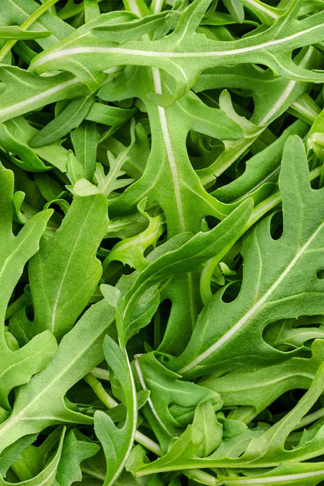 بذور الجرجير البري