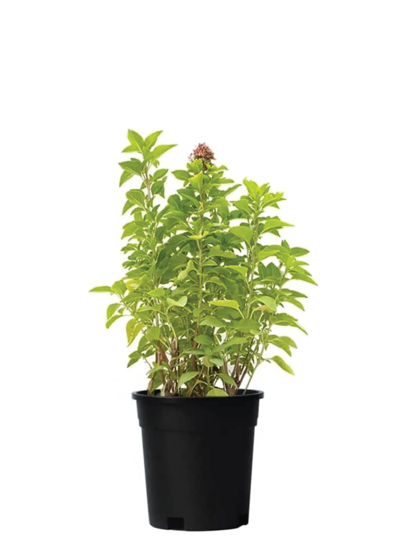 WILD BASIL PLANT