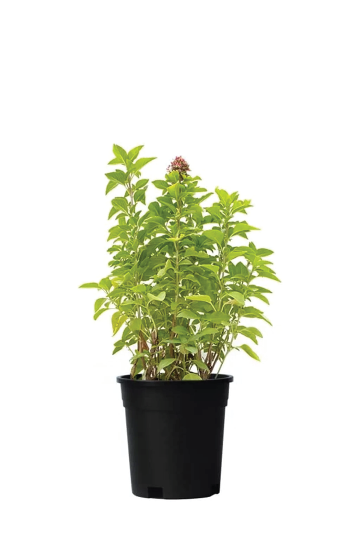 WILD BASIL PLANT