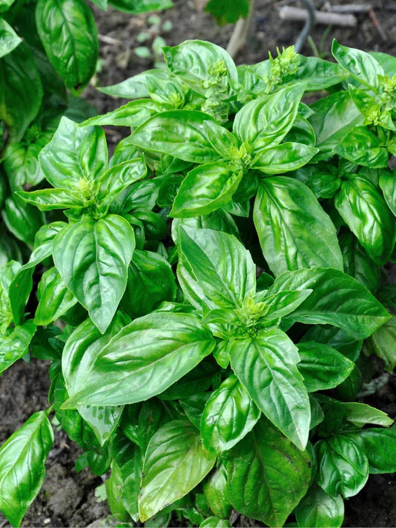 ORGANIC ITALIAN BASIL SEEDLING <BR> شتلات الريحان الإيطالي العضوية