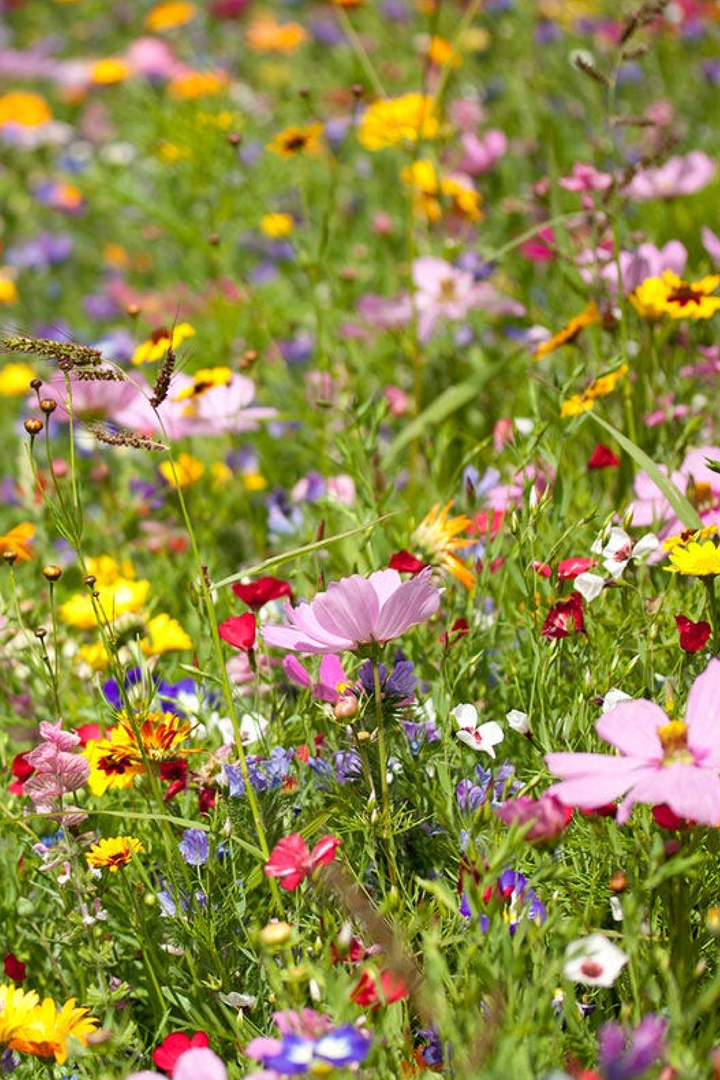 WILDFLOWER BLEND SEEDS