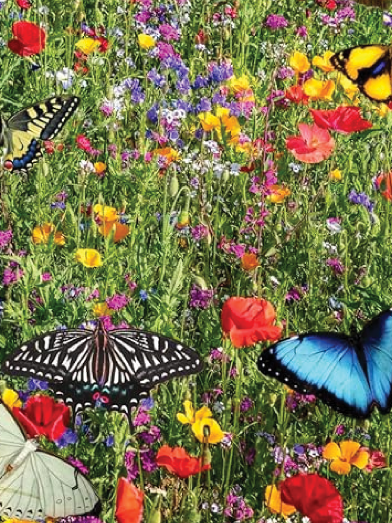 WILDFLOWERS BUTTERFLY BLEND SEEDS <br>زهور برية جاذبة للفراشات