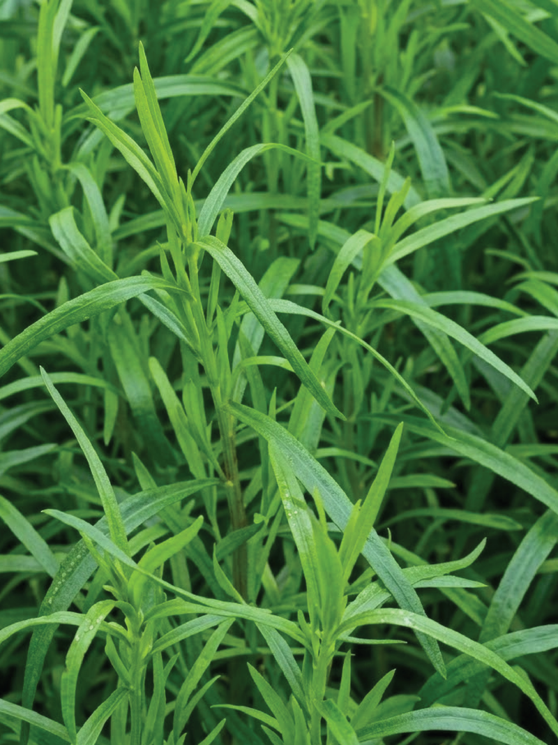 WILD ZAATAR SEEDS