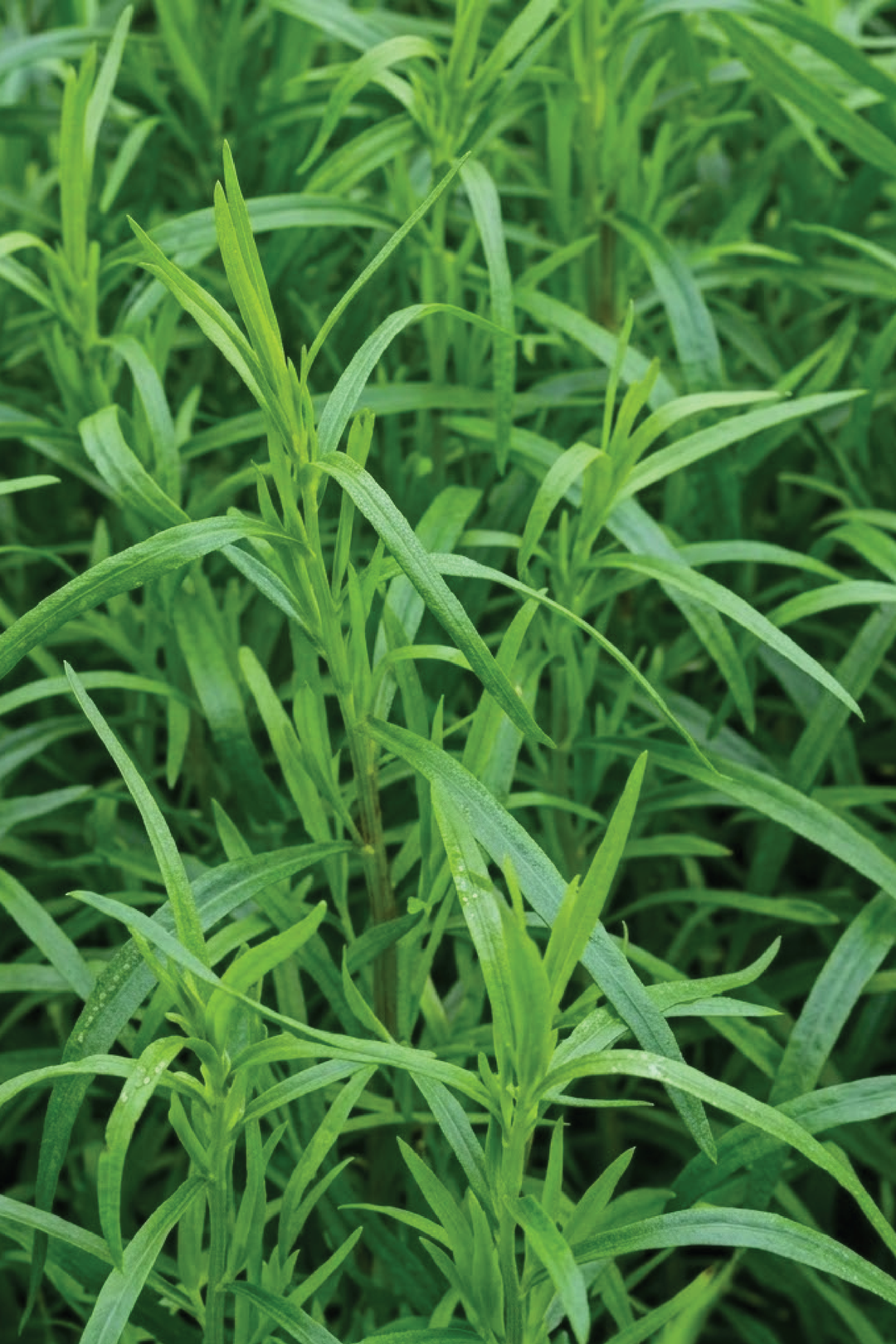 WILD ZAATAR SEEDS