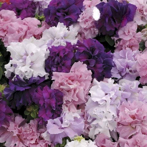 PETUNIA DOUBLE CASCADE FLOWER SEEDLING <br>شتلات زهور بيتونيا دبل كاسكيد