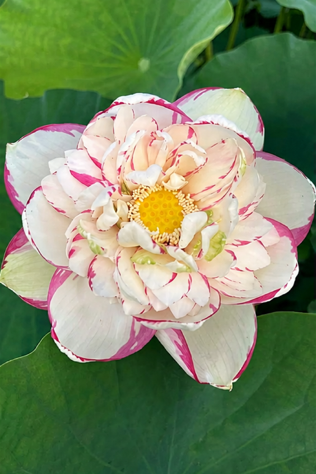 WHITE AND PINK LOTUS SEEDS