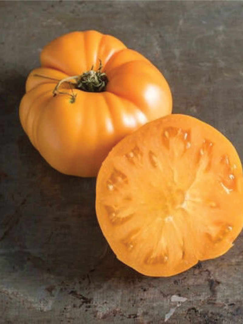 YELLOW BRANDYWINE TOMATO SEEDLING <br> شتلات طماطم براندي واين أصفر
