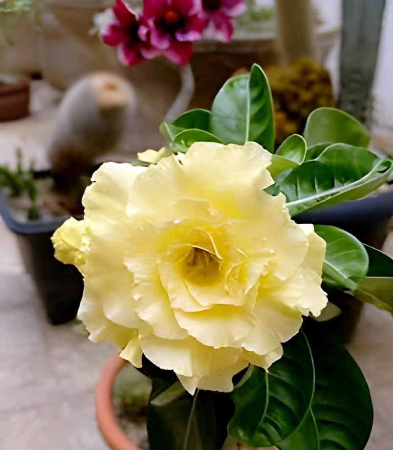 DESERT ROSE PLANT