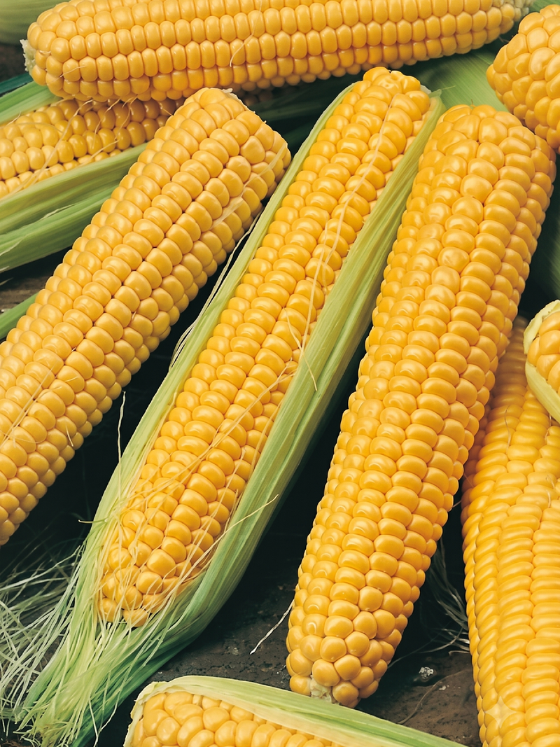YELLOW AMISH CORN SEEDS