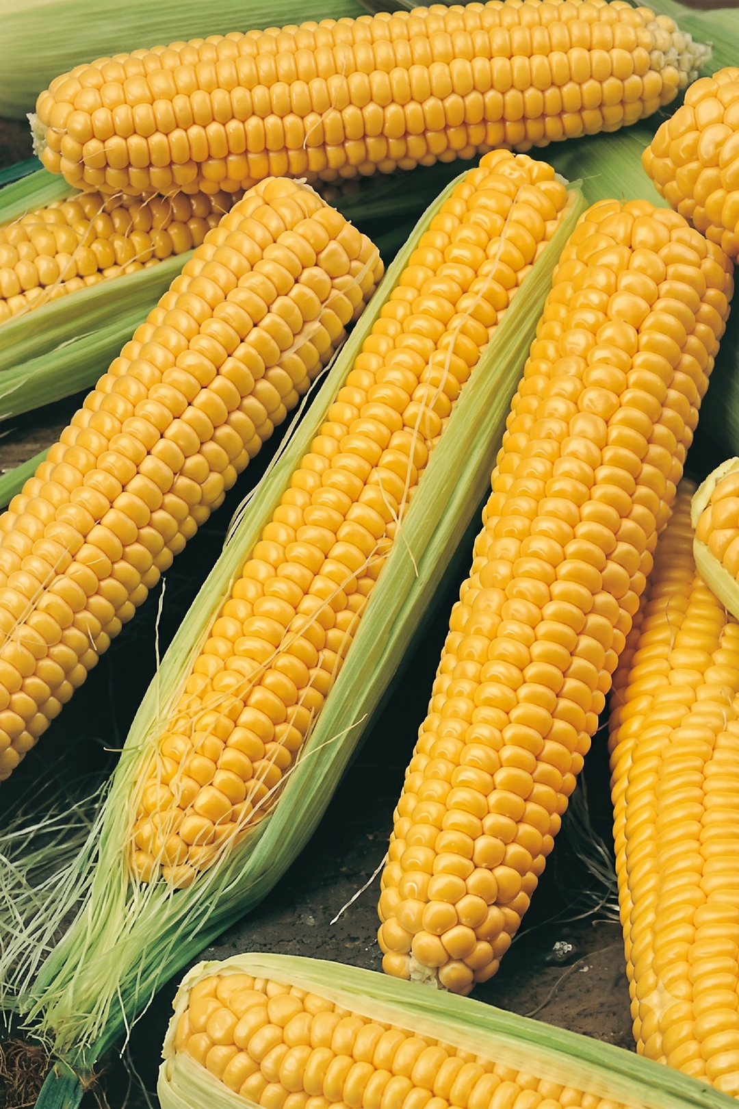 YELLOW AMISH CORN SEEDS