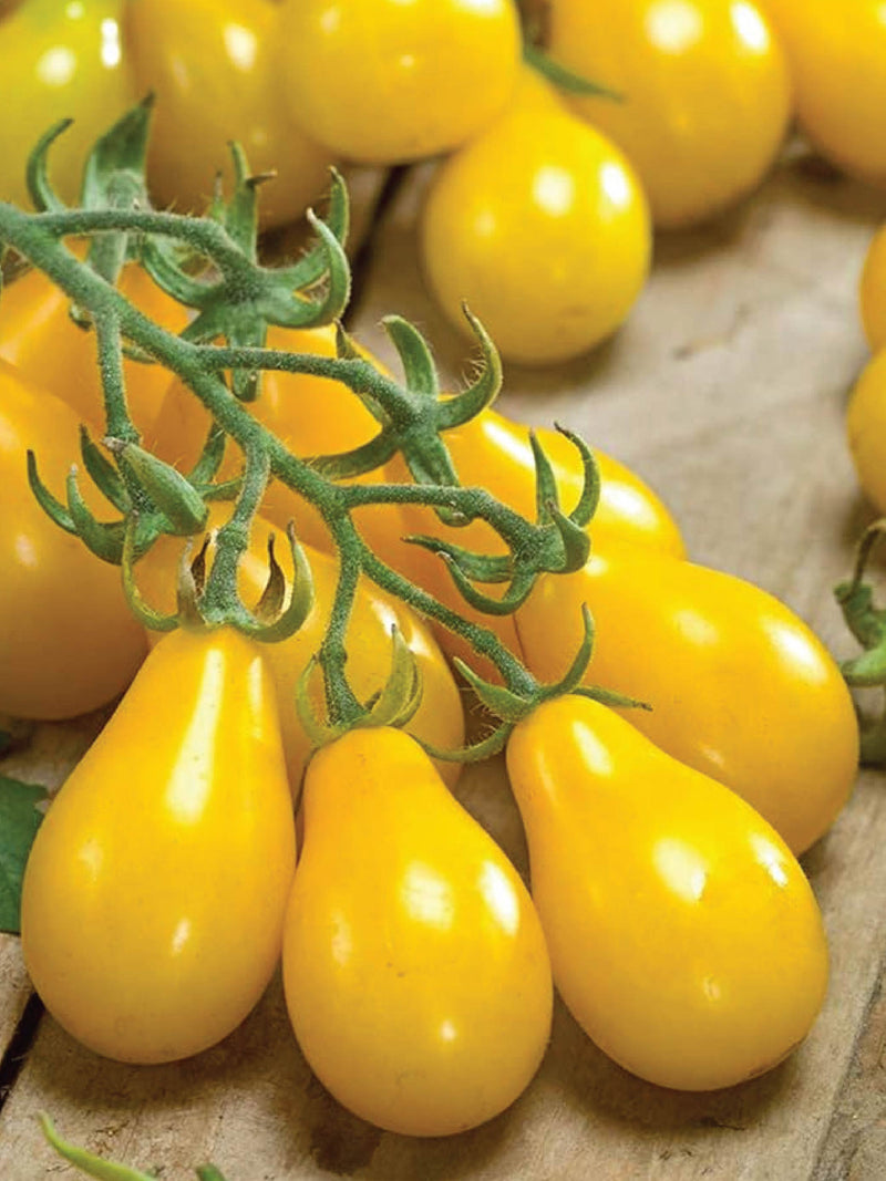 ORGANIC YELLOW PEAR TOMATO SEEDLING <br> شتلات الطماطم يلو بير العضوية