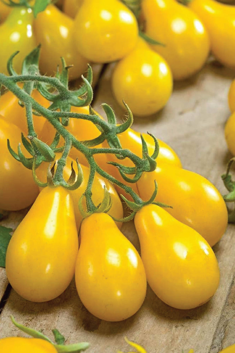 ORGANIC YELLOW PEAR TOMATO SEEDLING <br> شتلات الطماطم يلو بير العضوية