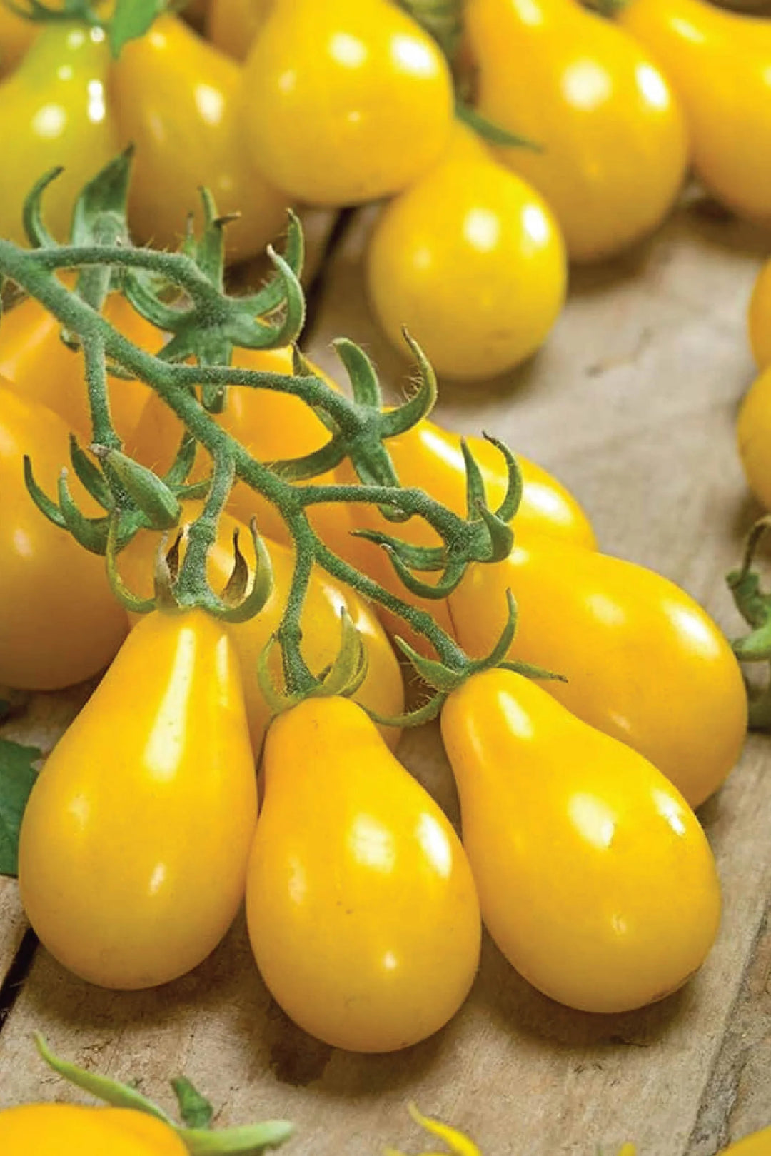 YELLOW PEAR TOMATO SEEDS