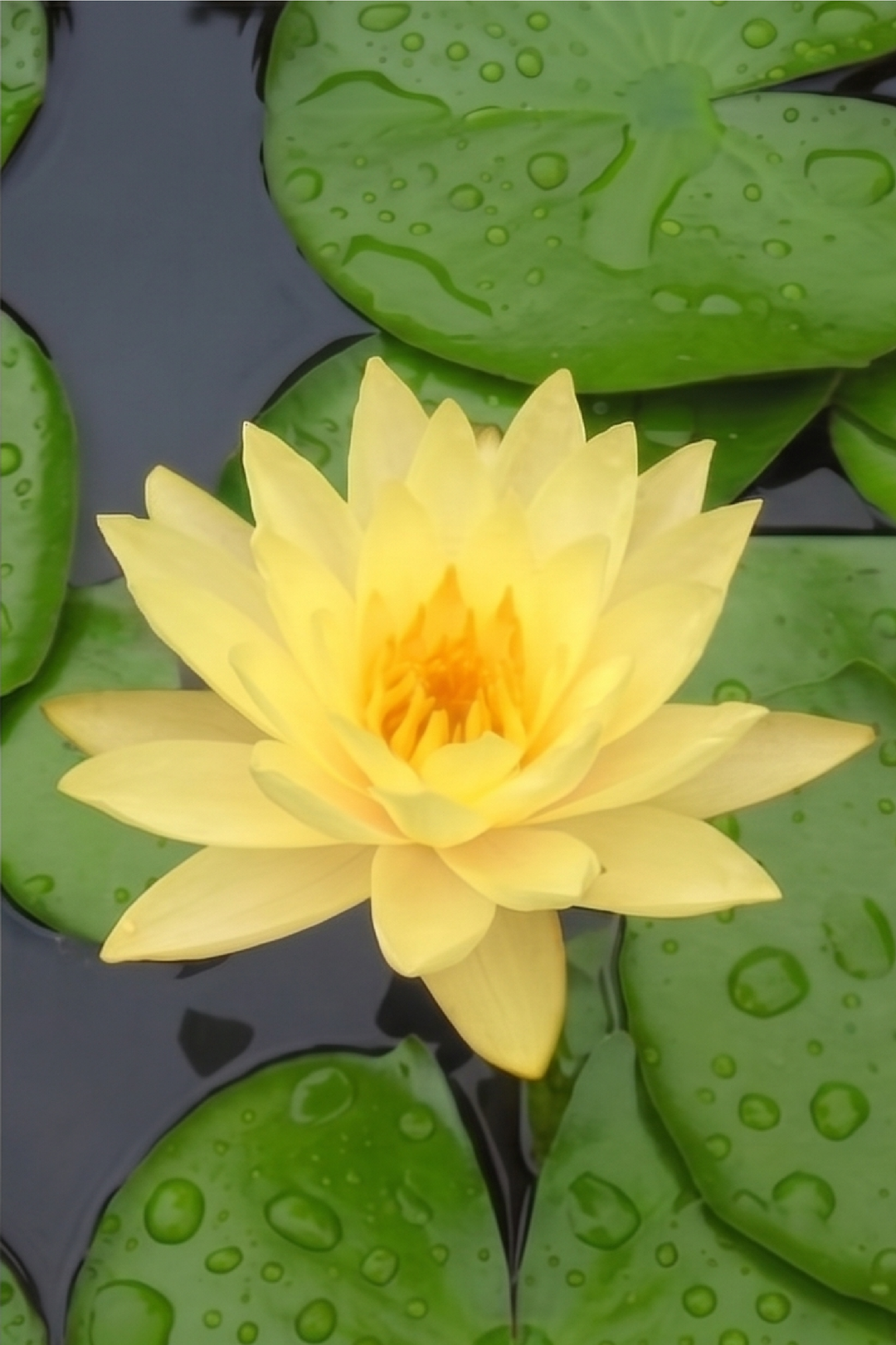 YELLOW LOTUS SEEDS