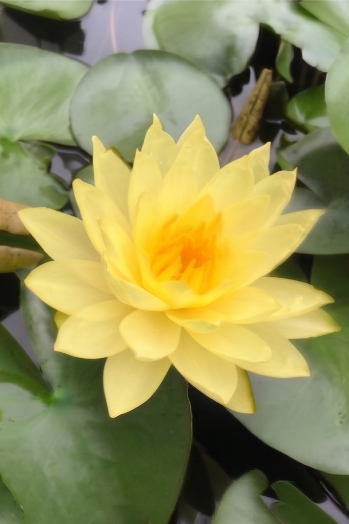 YELLOW LOTUS SEEDS
