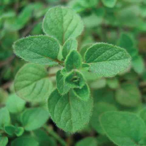 PALESTINE ZAATAR SEEDS