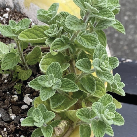 ORGANIC PALESTINE ZAATAR SEEDLING <br> شتلات الزعتر الفلسطيني العضوية