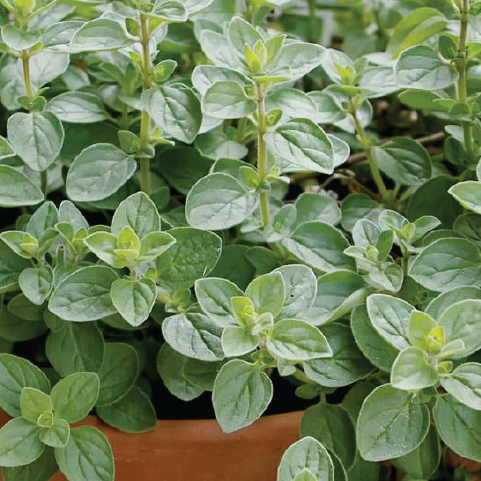 ORGANIC JORDANIAN ZAATAR SEEDLING<br> شتلات زعتر أردني العضوية