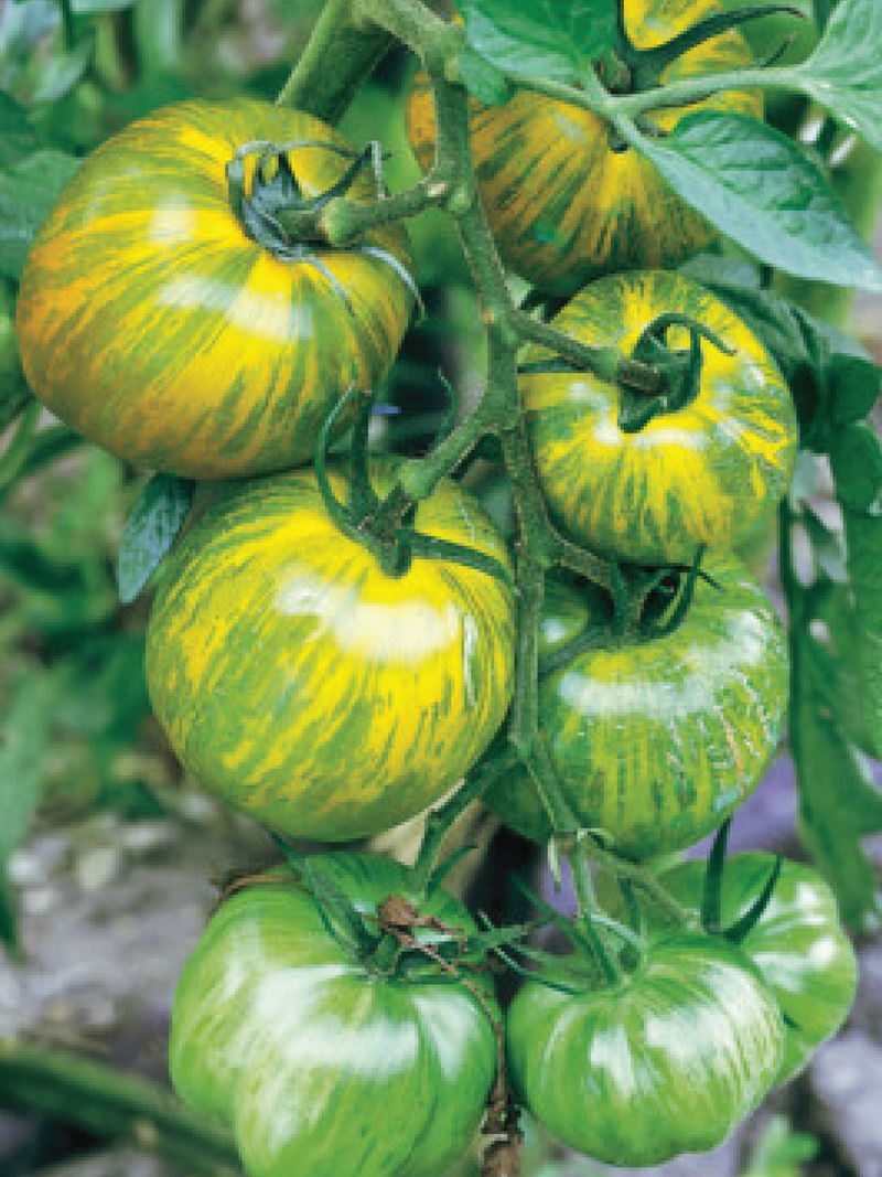 GIANT GREEN ZEBRA TOMATO SEEDS <br> بذور طماطم جرين زيبرا العملاقة