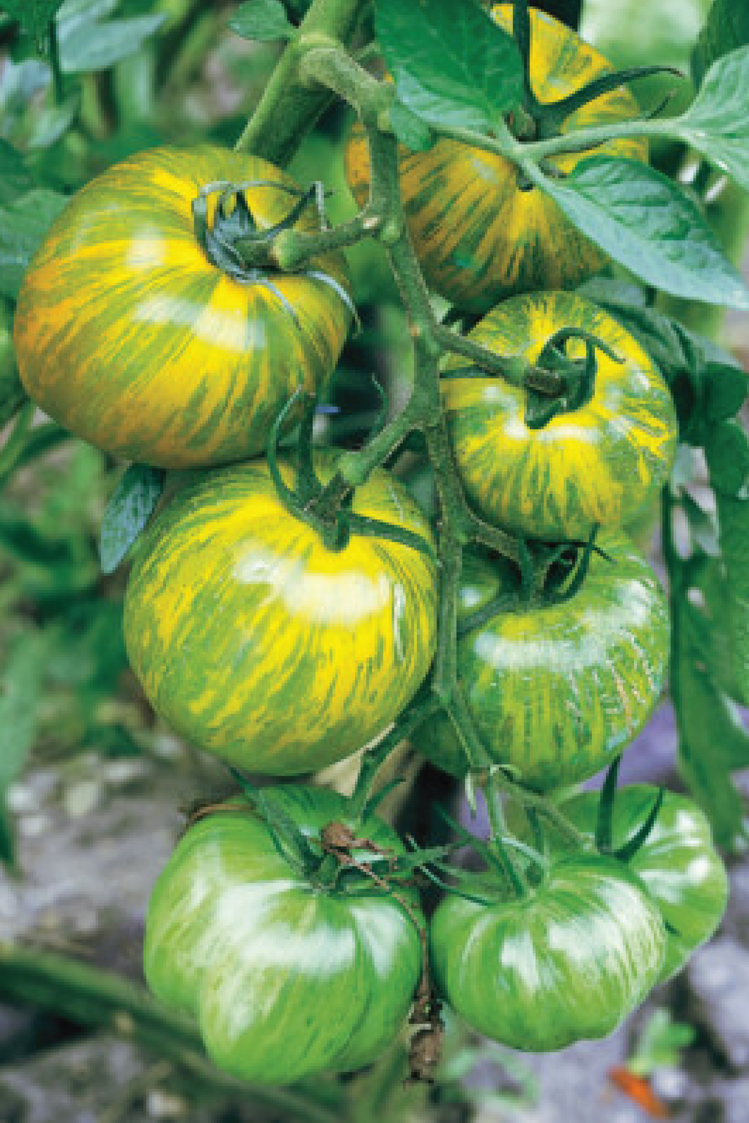 GIANT GREEN ZEBRA TOMATO SEEDS <br> بذور طماطم جرين زيبرا العملاقة