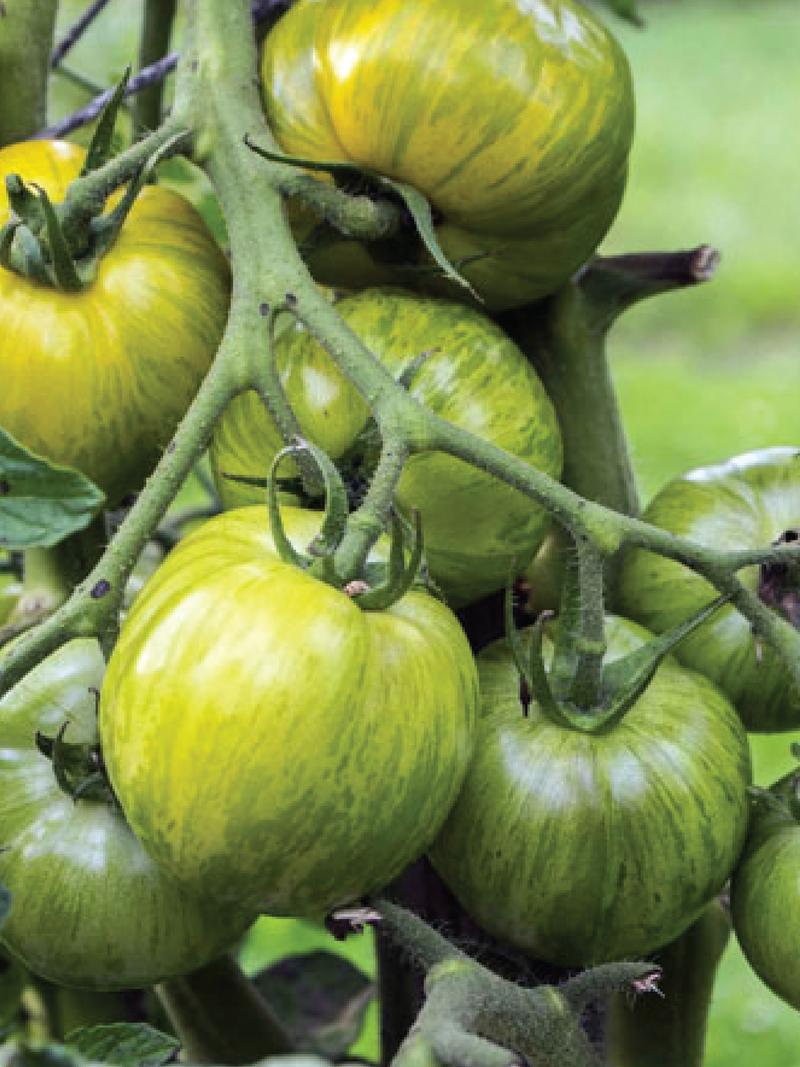 GIANT GREEN ZEBRA TOMATO SEEDS <br> بذور طماطم جرين زيبرا العملاقة