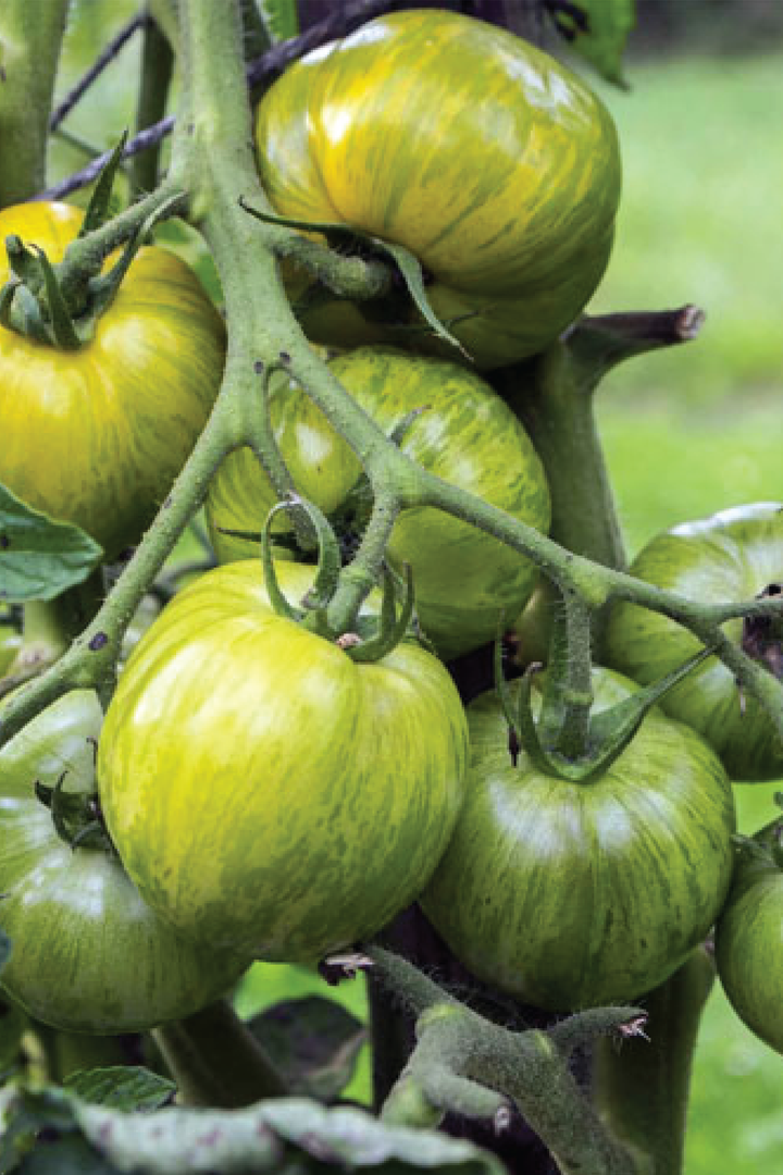 GIANT GREEN ZEBRA TOMATO SEEDS <br> بذور طماطم جرين زيبرا العملاقة