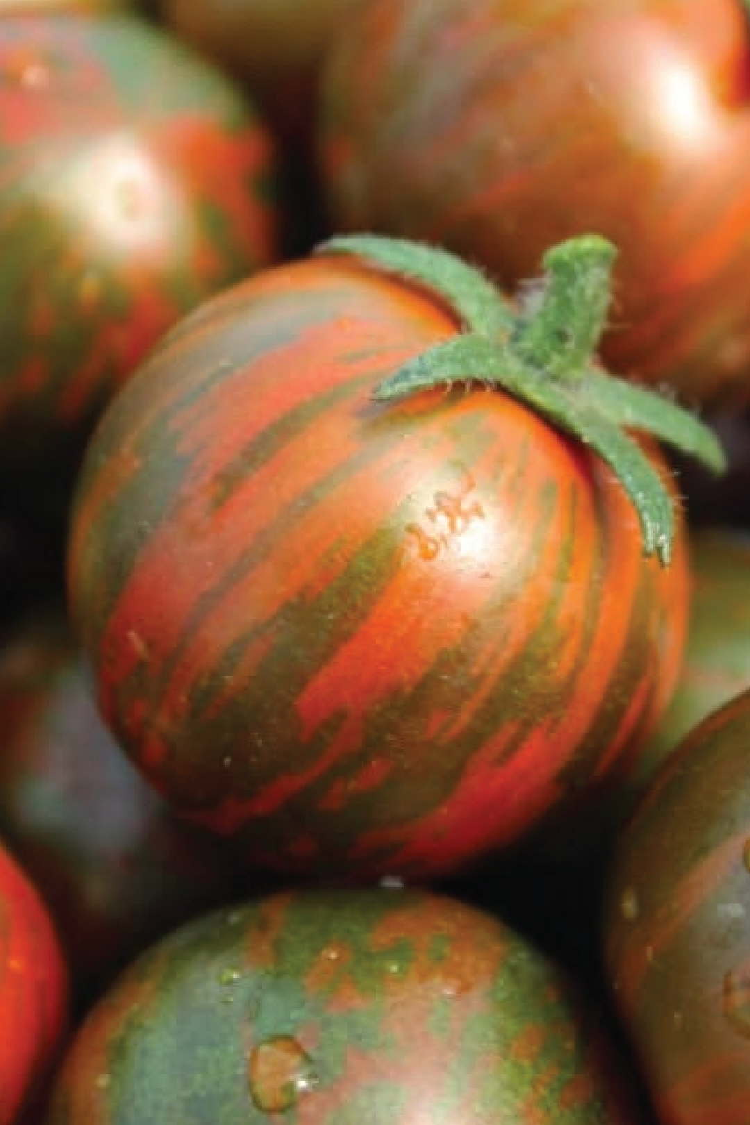 BLACK ZEBRA TOMATO SEEDS