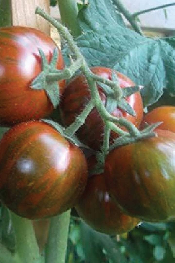 BLACK ZEBRA TOMATO SEEDS