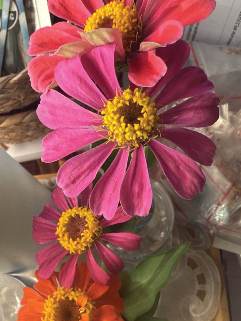 4 ZINIA MIX FOWER <Br> زهور زينيا مكس