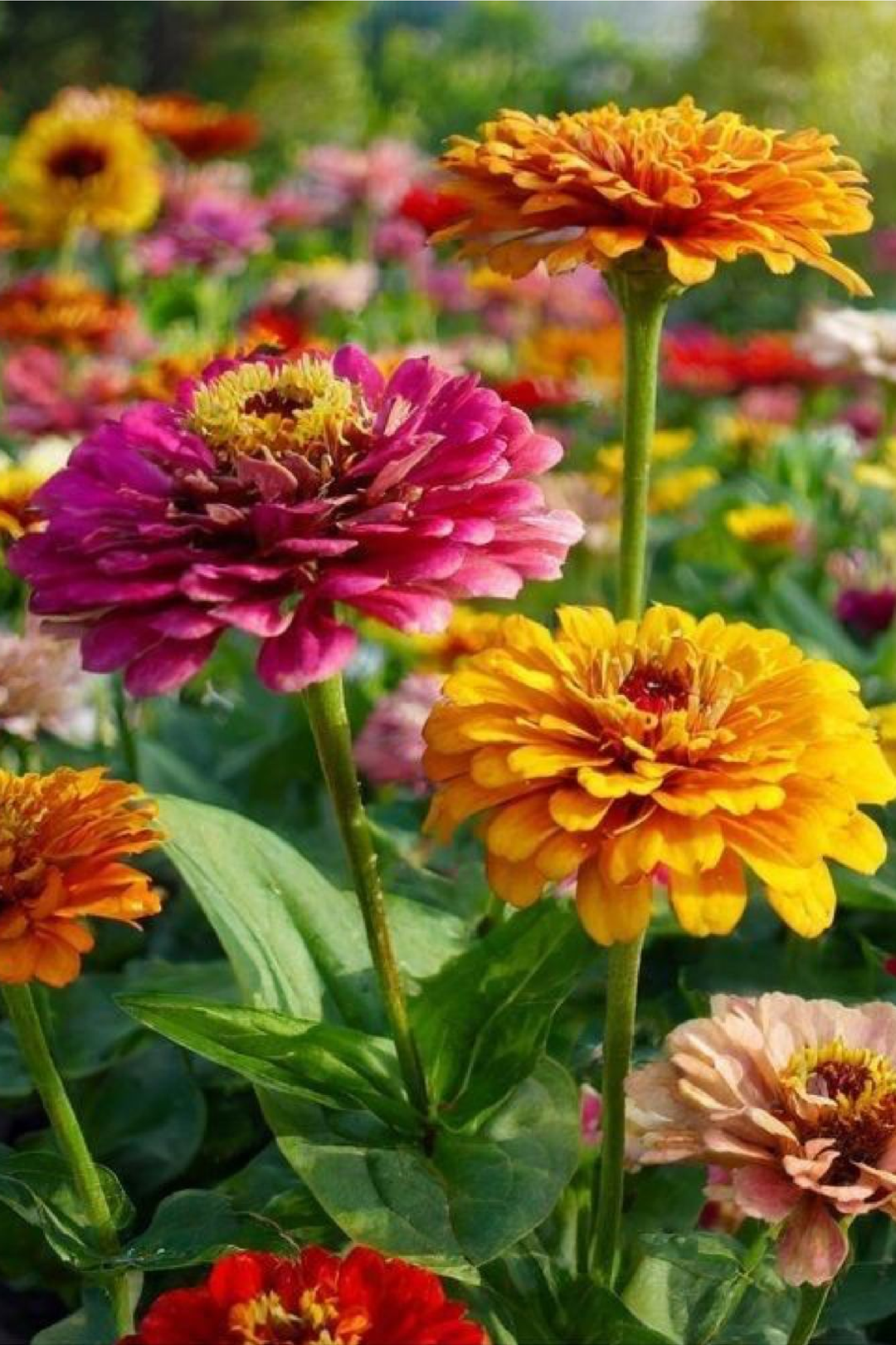 ZINNIA FANTASY SEEDS
