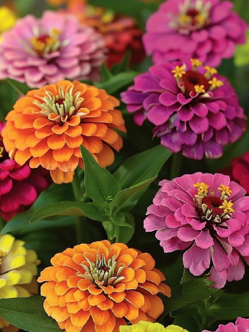 ZINNIA FANTASY SEEDS