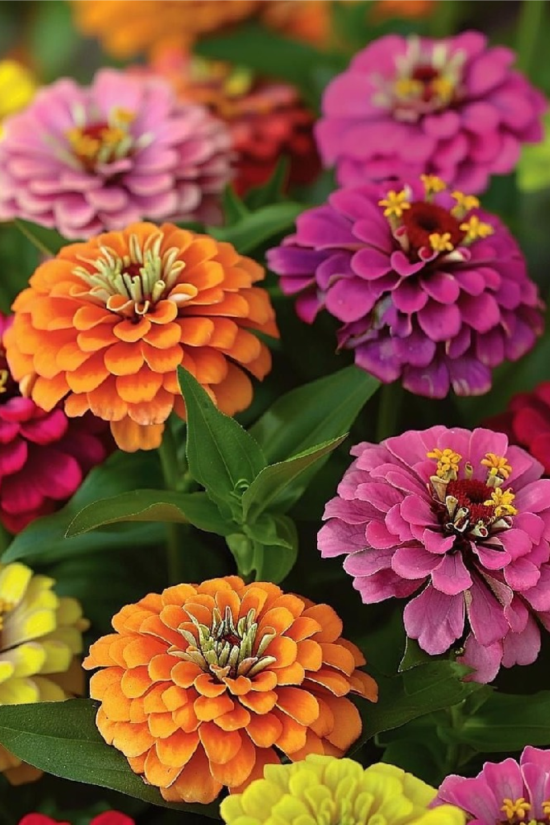 ZINNIA FANTASY SEEDS