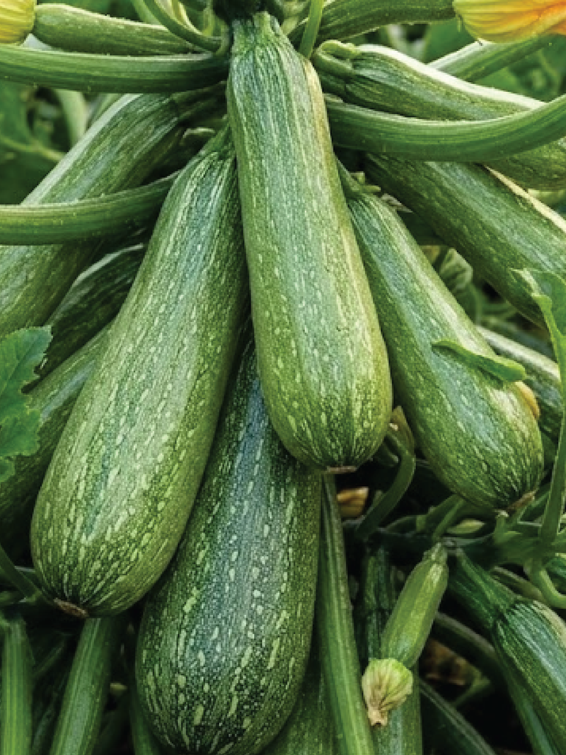 ZUCCHINI SQUASH SEEDS<br>بذور الكوسا