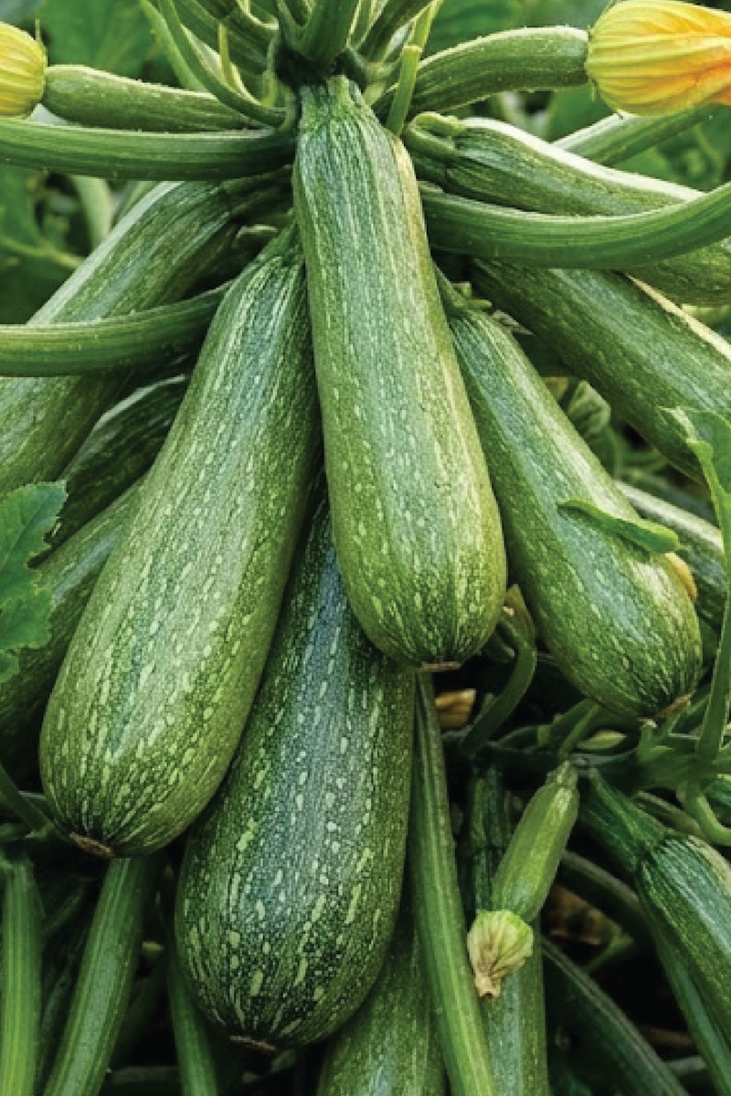 ZUCCHINI SQUASH SEEDS<br>بذور الكوسا