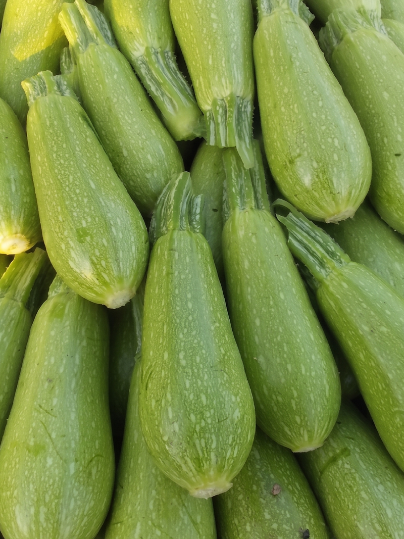 ZUCCHINI SQUASH SEEDS