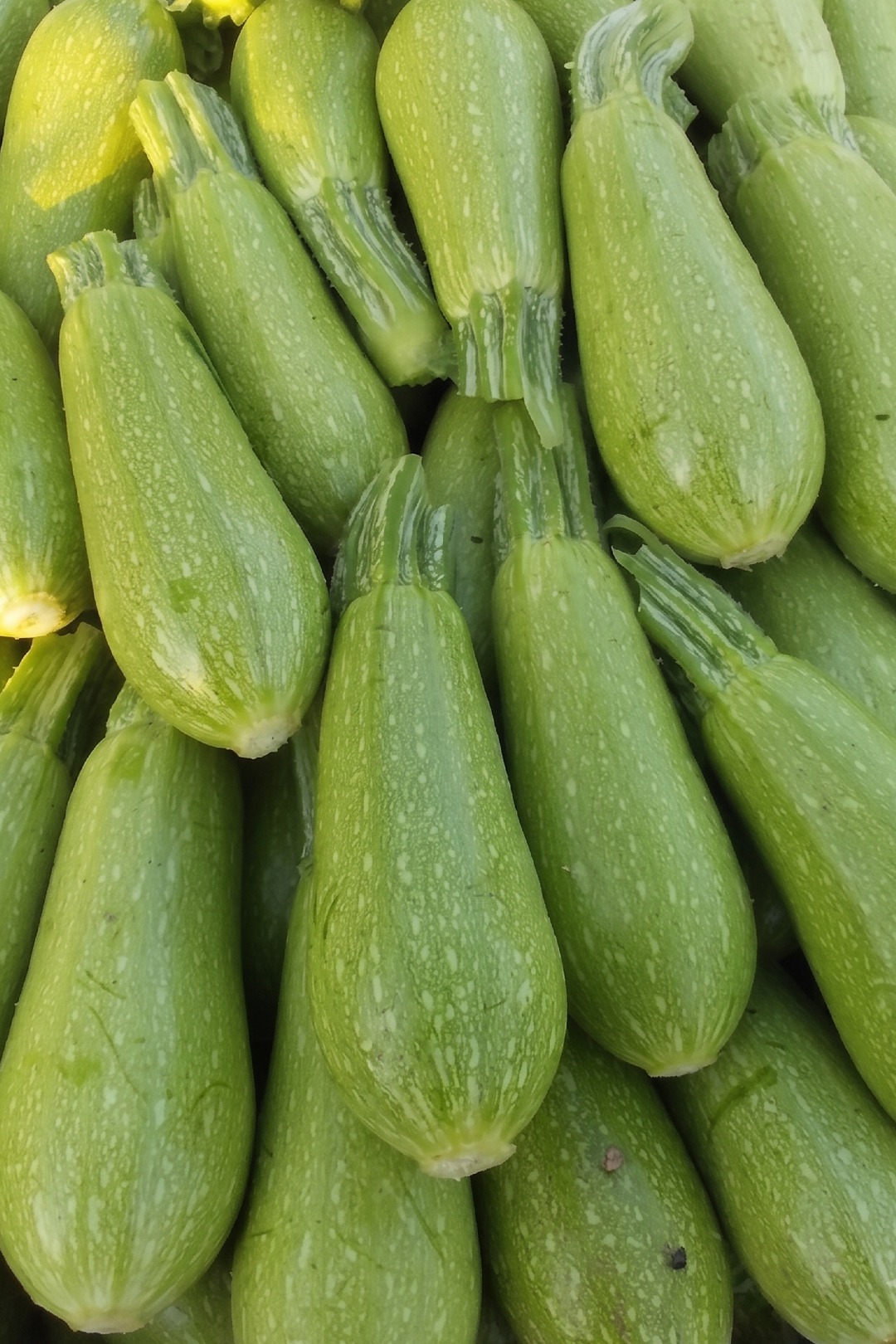 ZUCCHINI SQUASH SEEDS