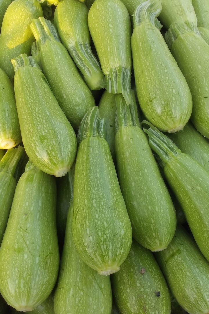 ZUCCHINI SQUASH SEEDS